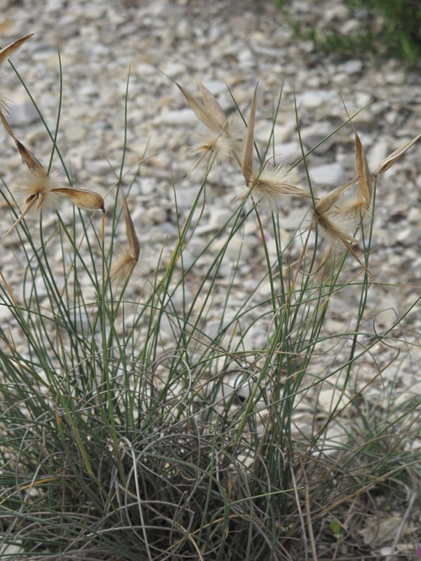 Lygeum spartum